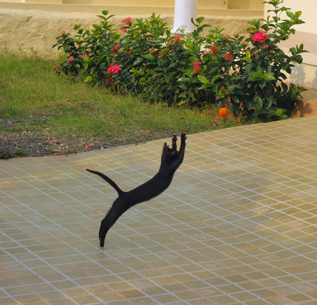 Gatti che Saltano e Volano in Aria Come dei Veri Ninja
