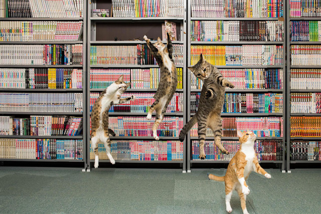 Gatti che Saltano e Volano in Aria Come dei Veri Ninja