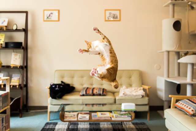 Gatti che Saltano e Volano in Aria Come dei Veri Ninja