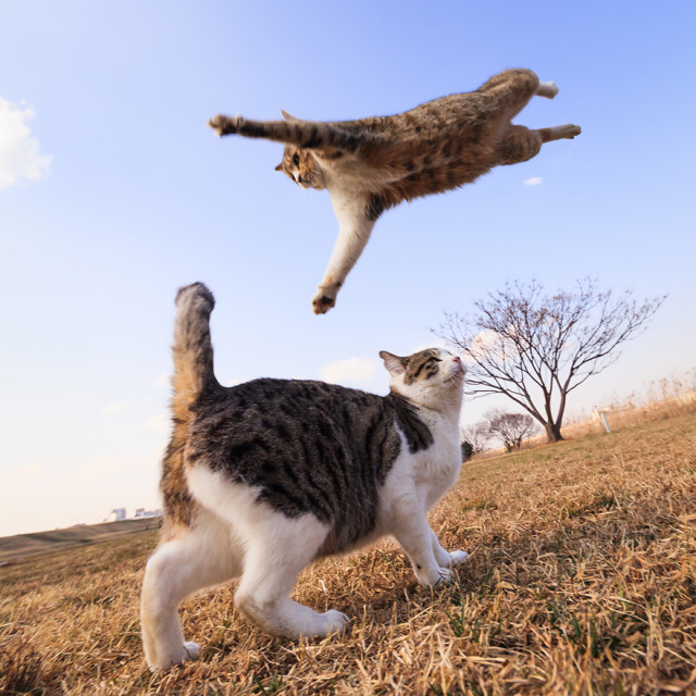 Gatti che Saltano e Volano in Aria Come dei Veri Ninja