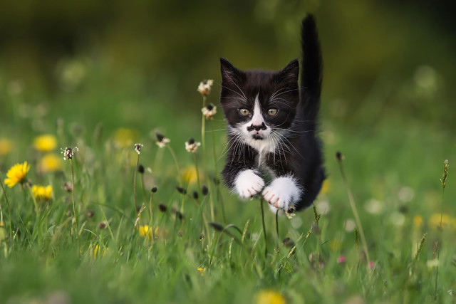 Gatti che Saltano e Volano in Aria Come dei Veri Ninja