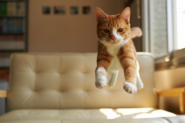 Gatti che Saltano e Volano in Aria Come dei Veri Ninja