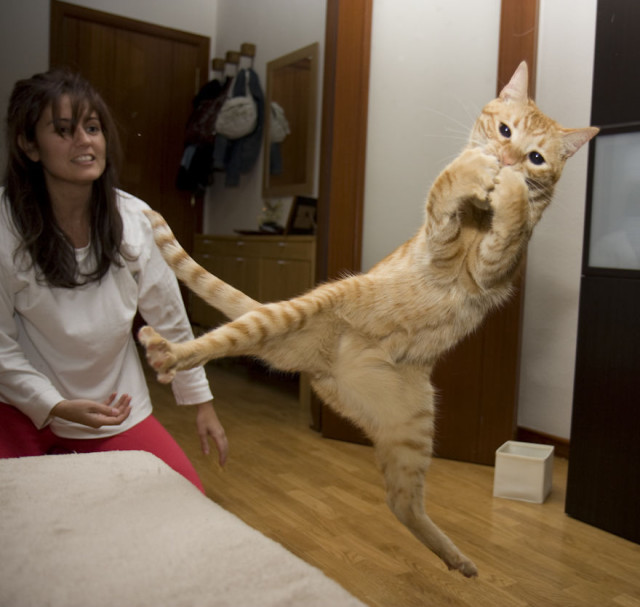 Gatti che Saltano e Volano in Aria Come dei Veri Ninja