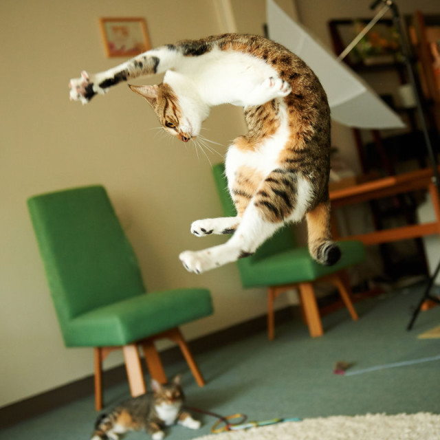 Gatti che Saltano e Volano in Aria Come dei Veri Ninja