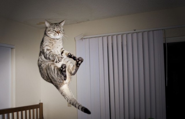 Gatti che Saltano e Volano in Aria Come dei Veri Ninja
