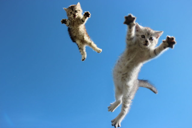 Gatti che Saltano e Volano in Aria Come dei Veri Ninja