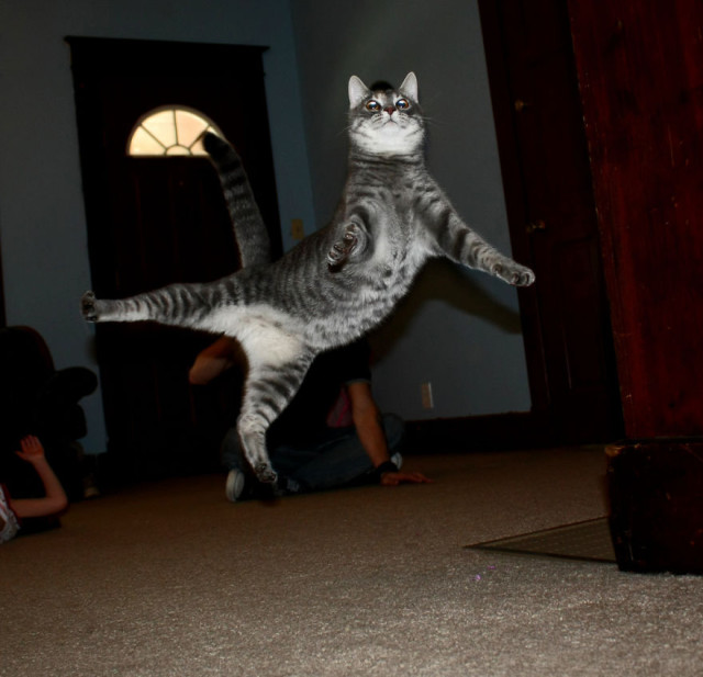 Gatti che Saltano e Volano in Aria Come dei Veri Ninja