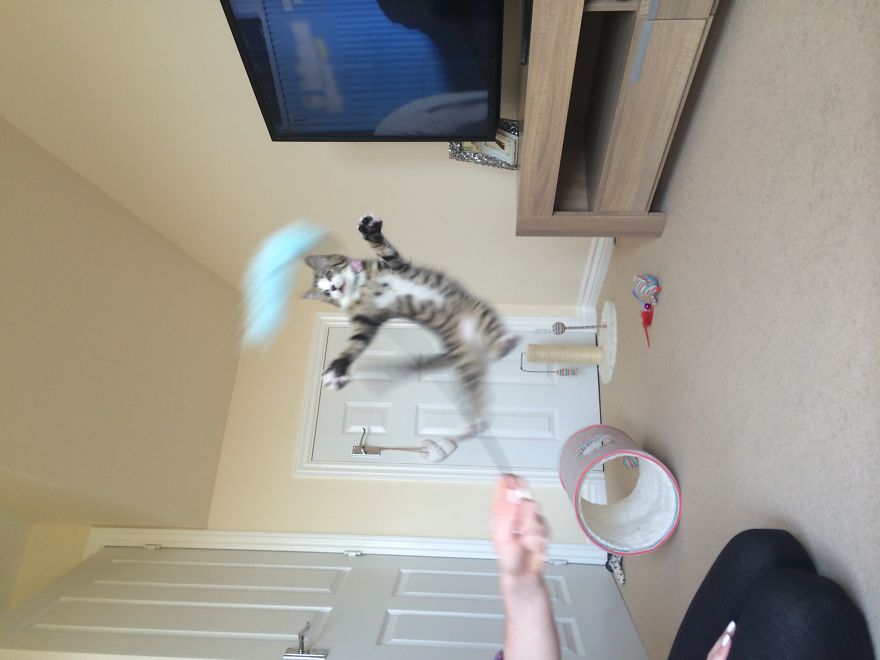 Gatti che Saltano e Volano in Aria Come dei Veri Ninja