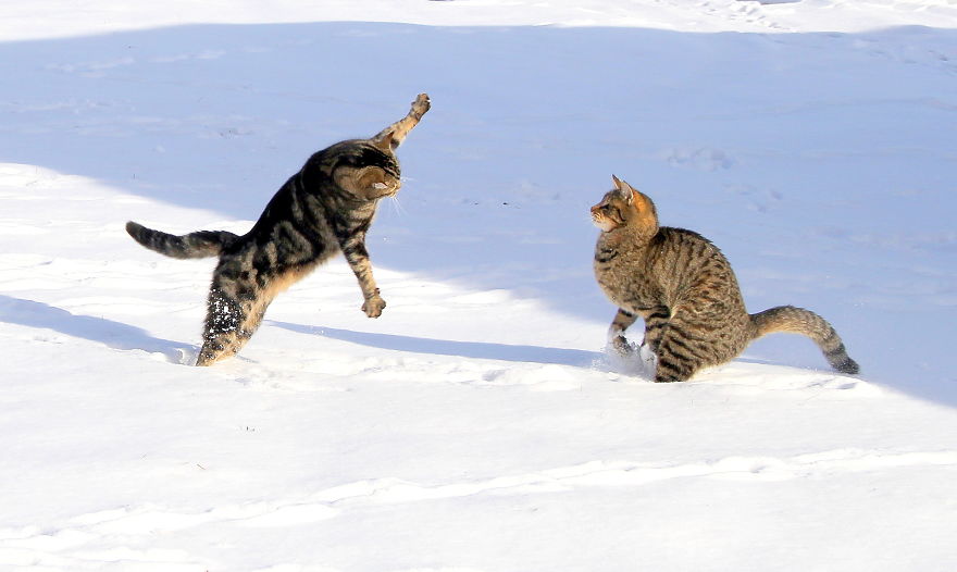 Gatti che Saltano e Volano in Aria Come dei Veri Ninja