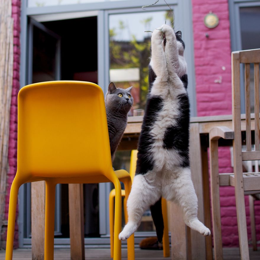Gatti che Saltano e Volano in Aria Come dei Veri Ninja
