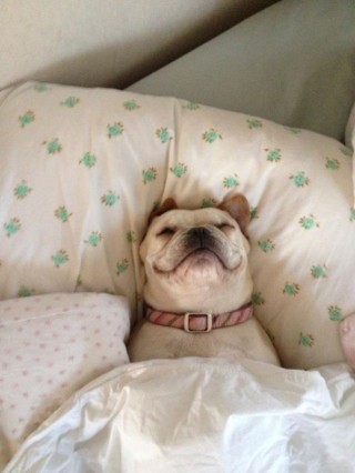 20 Cani Assonnati che non Ti lasceranno Dormire nel Tuo Letto Stasera 20 Cani Assonnati che non Ti lasceranno Dormire nel Tuo Letto Stasera