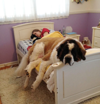 20 Cani Assonnati che non Ti lasceranno Dormire nel Tuo Letto Stasera 20 Cani Assonnati che non Ti lasceranno Dormire nel Tuo Letto Stasera