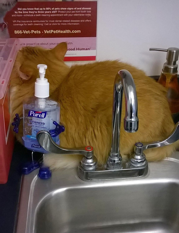 Le Buffe Reazioni dei Gatti che Hanno Paura del Veterinario!