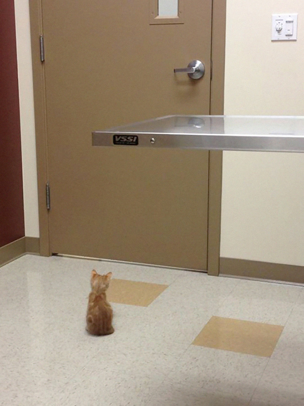 Le Buffe Reazioni dei Gatti che Hanno Paura del Veterinario!