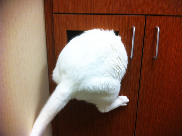 Le Buffe Reazioni dei Gatti che Hanno Paura del Veterinario!