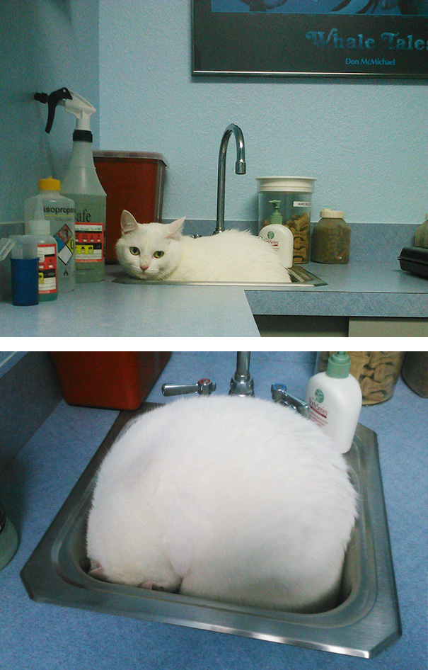 Le Buffe Reazioni dei Gatti che Hanno Paura del Veterinario!