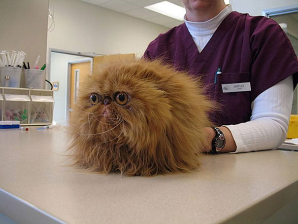 Le Buffe Reazioni dei Gatti che Hanno Paura del Veterinario!