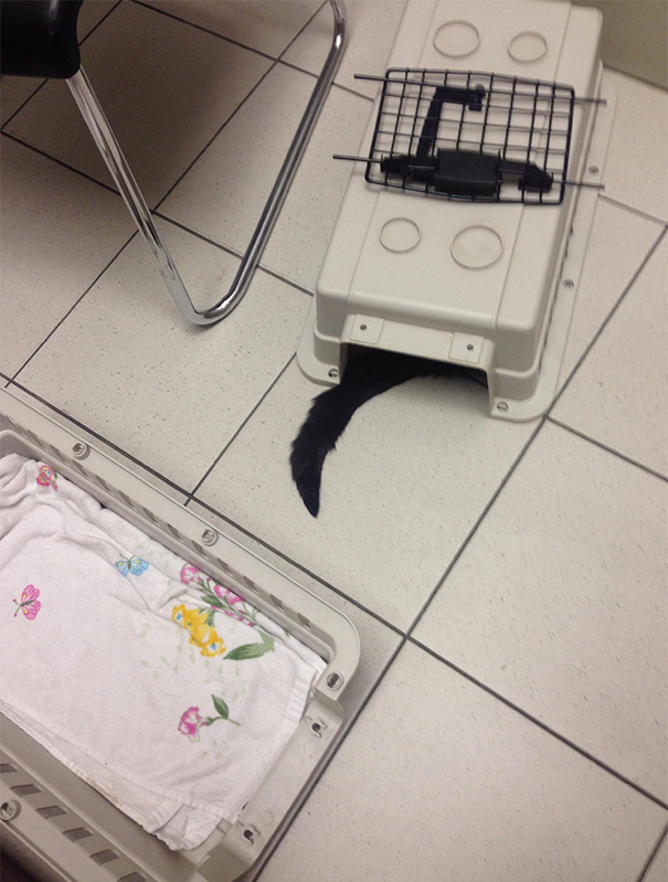 Le Buffe Reazioni dei Gatti che Hanno Paura del Veterinario!
