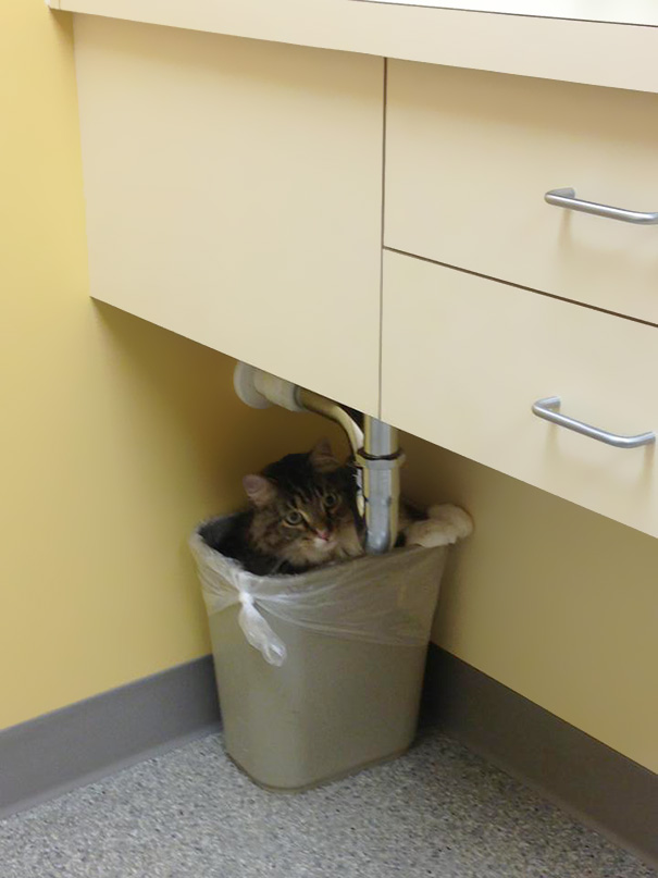 Le Buffe Reazioni dei Gatti che Hanno Paura del Veterinario!