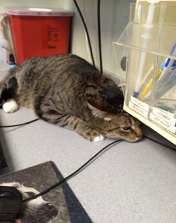Le Buffe Reazioni dei Gatti che Hanno Paura del Veterinario!