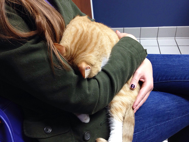 Le Buffe Reazioni dei Gatti che Hanno Paura del Veterinario!
