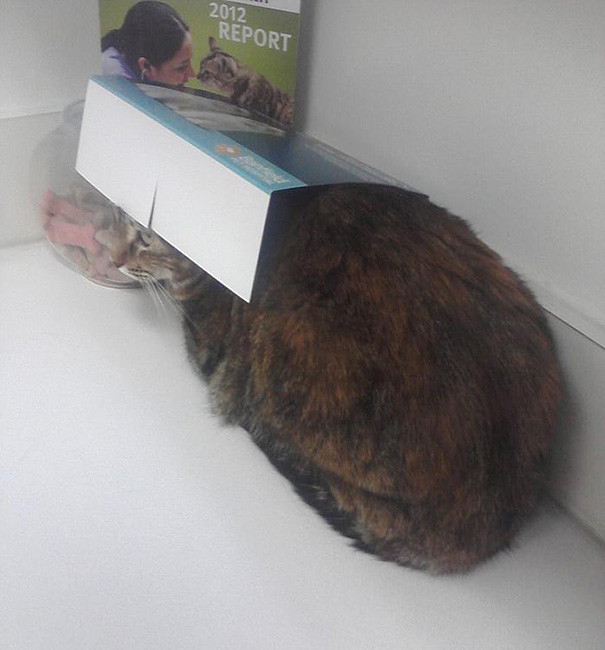 Le Buffe Reazioni dei Gatti che Hanno Paura del Veterinario!