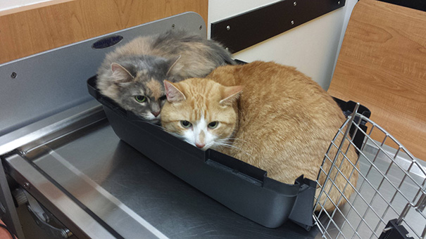 Le Buffe Reazioni dei Gatti che Hanno Paura del Veterinario!