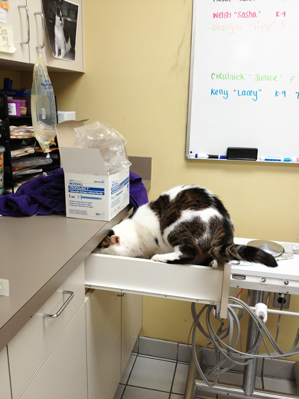 Le Buffe Reazioni dei Gatti che Hanno Paura del Veterinario!