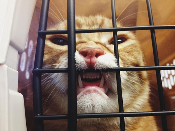 Le Buffe Reazioni dei Gatti che Hanno Paura del Veterinario!