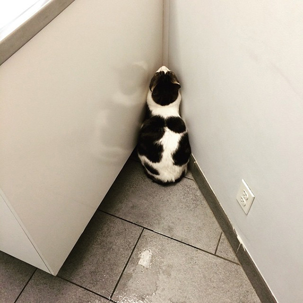 Le Buffe Reazioni dei Gatti che Hanno Paura del Veterinario!