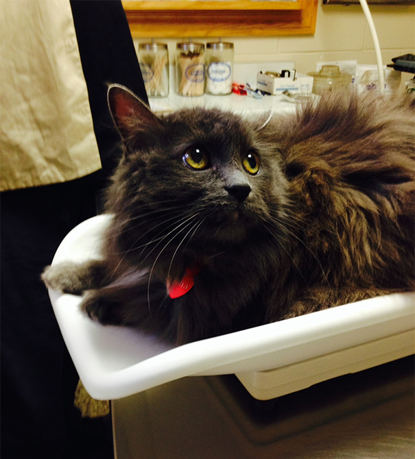 Le Buffe Reazioni dei Gatti che Hanno Paura del Veterinario!