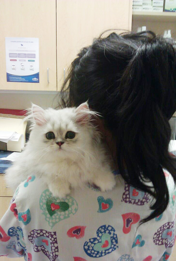 Le Buffe Reazioni dei Gatti che Hanno Paura del Veterinario!