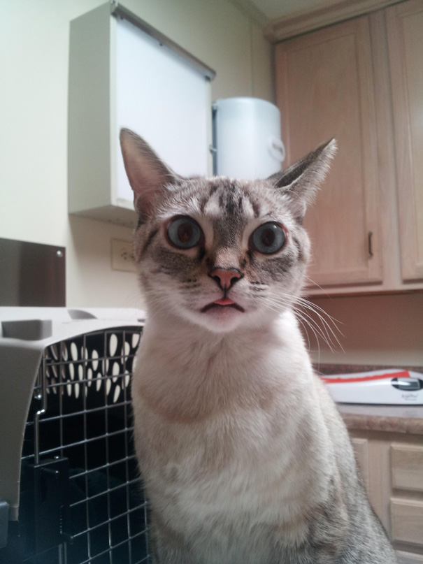 Le Buffe Reazioni dei Gatti che Hanno Paura del Veterinario!