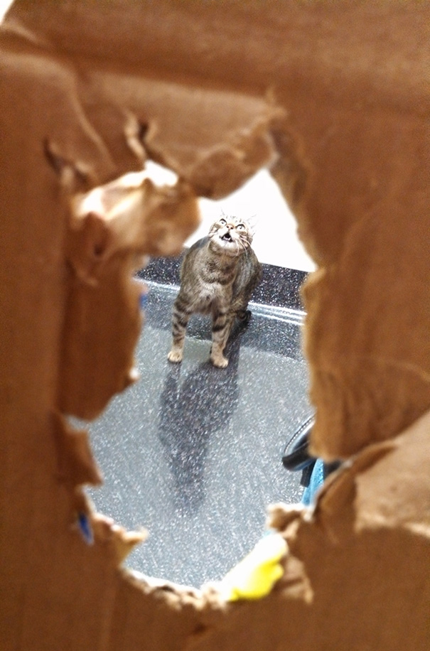 Le Buffe Reazioni dei Gatti che Hanno Paura del Veterinario!