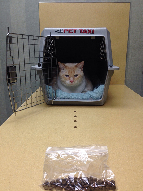Le Buffe Reazioni dei Gatti che Hanno Paura del Veterinario!