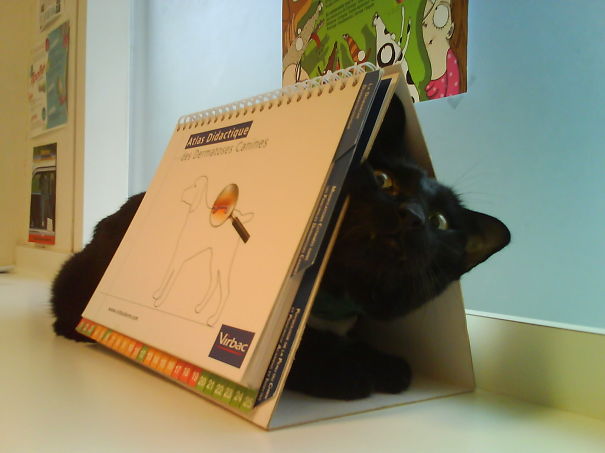 Le Buffe Reazioni dei Gatti che Hanno Paura del Veterinario!