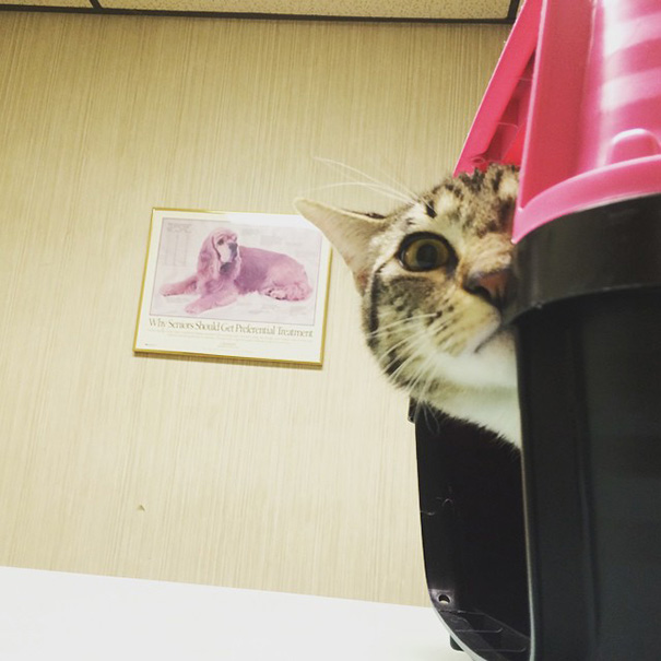 Le Buffe Reazioni dei Gatti che Hanno Paura del Veterinario!