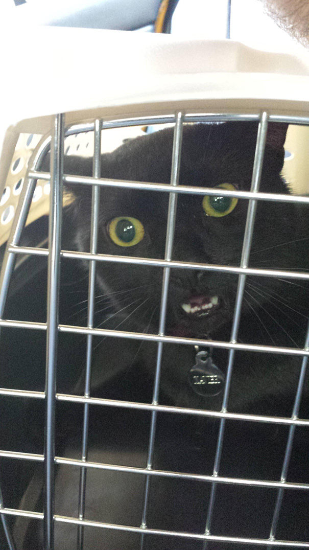 Le Buffe Reazioni dei Gatti che Hanno Paura del Veterinario!
