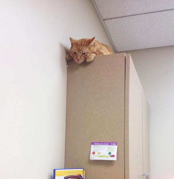 Le Buffe Reazioni dei Gatti che Hanno Paura del Veterinario!
