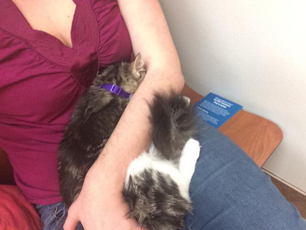 Le Buffe Reazioni dei Gatti che Hanno Paura del Veterinario!