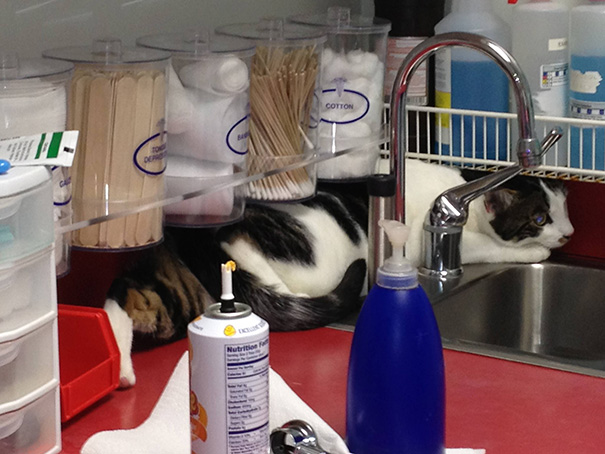 Le Buffe Reazioni dei Gatti che Hanno Paura del Veterinario!