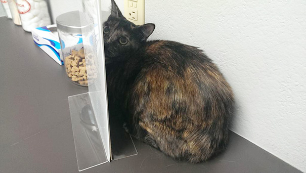 Le Buffe Reazioni dei Gatti che Hanno Paura del Veterinario!