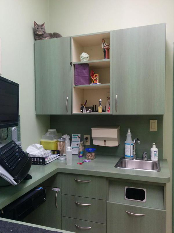 Le Buffe Reazioni dei Gatti che Hanno Paura del Veterinario!
