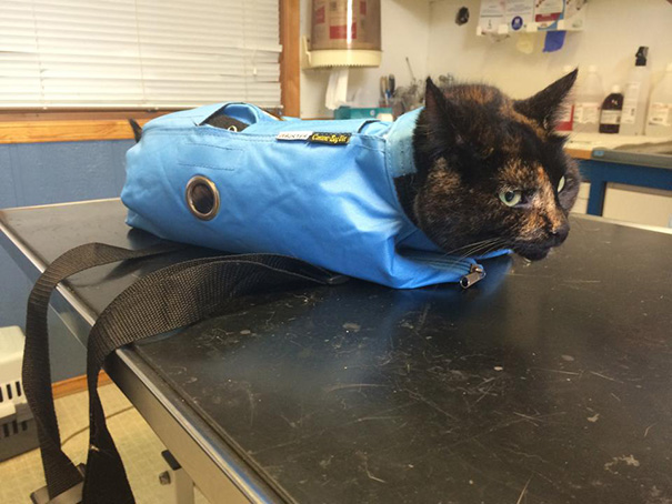 Le Buffe Reazioni dei Gatti che Hanno Paura del Veterinario!