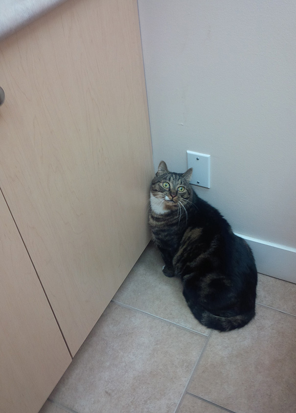 Le Buffe Reazioni dei Gatti che Hanno Paura del Veterinario!