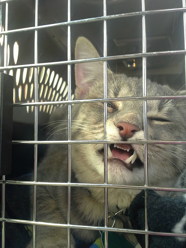 Le Buffe Reazioni dei Gatti che Hanno Paura del Veterinario!