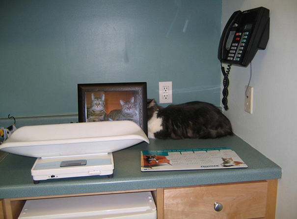 Le Buffe Reazioni dei Gatti che Hanno Paura del Veterinario!