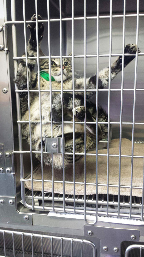Le Buffe Reazioni dei Gatti che Hanno Paura del Veterinario!