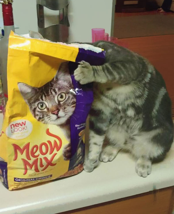 22 Gatti immortalati al Posto giusto nel Momento giusto...