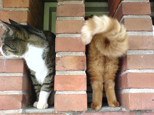 22 Gatti immortalati al Posto giusto nel Momento giusto...